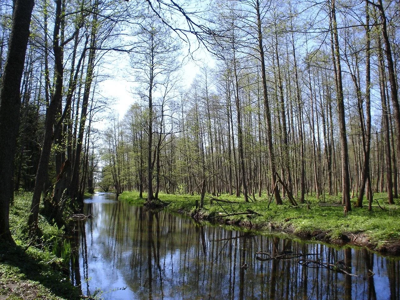 Białowieża Forest, Royal Oaks Trail