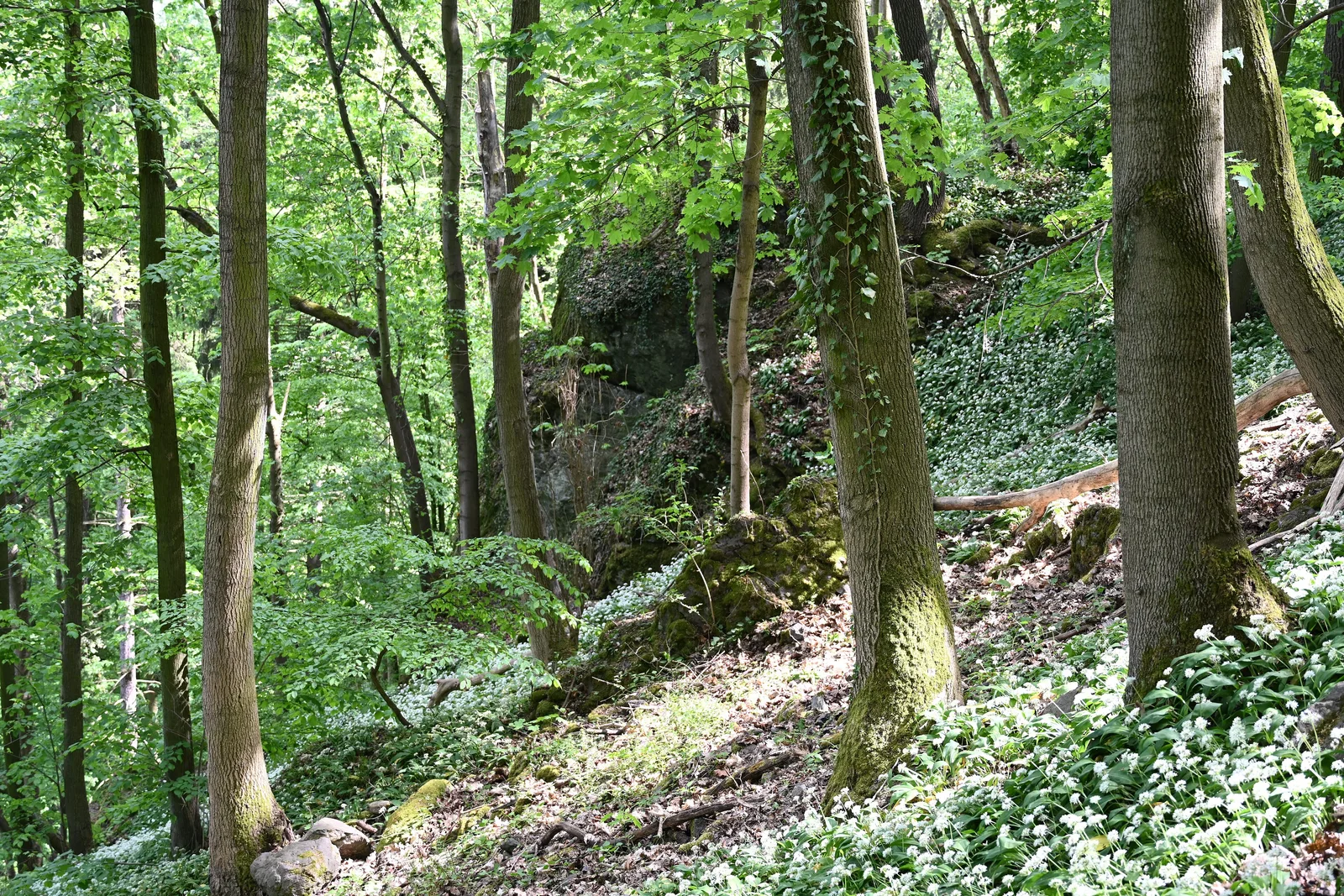 Forest in the Góra Zamkowa nature reserve, including large-leaved lime ( Tilia platyphyllos ), sycamore maple ( Acer pseudoplatanus ), and Norway maple ( Acer platanoides ), Wleń,