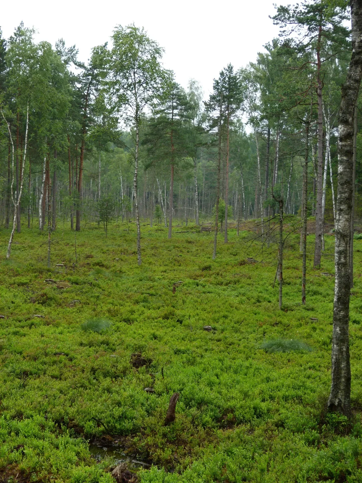 Rezerwat Jezioro Turzycowe pod Sierakowicami