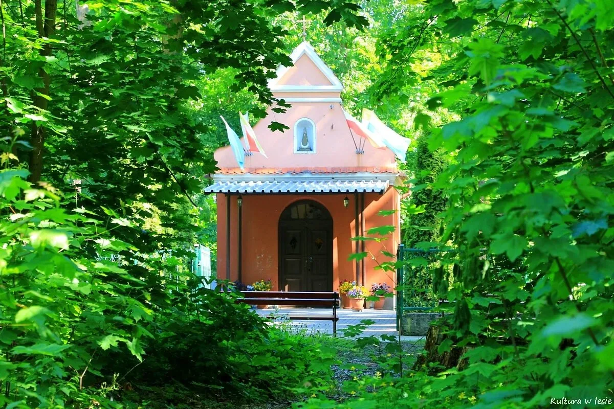 Las Borek w Skępem