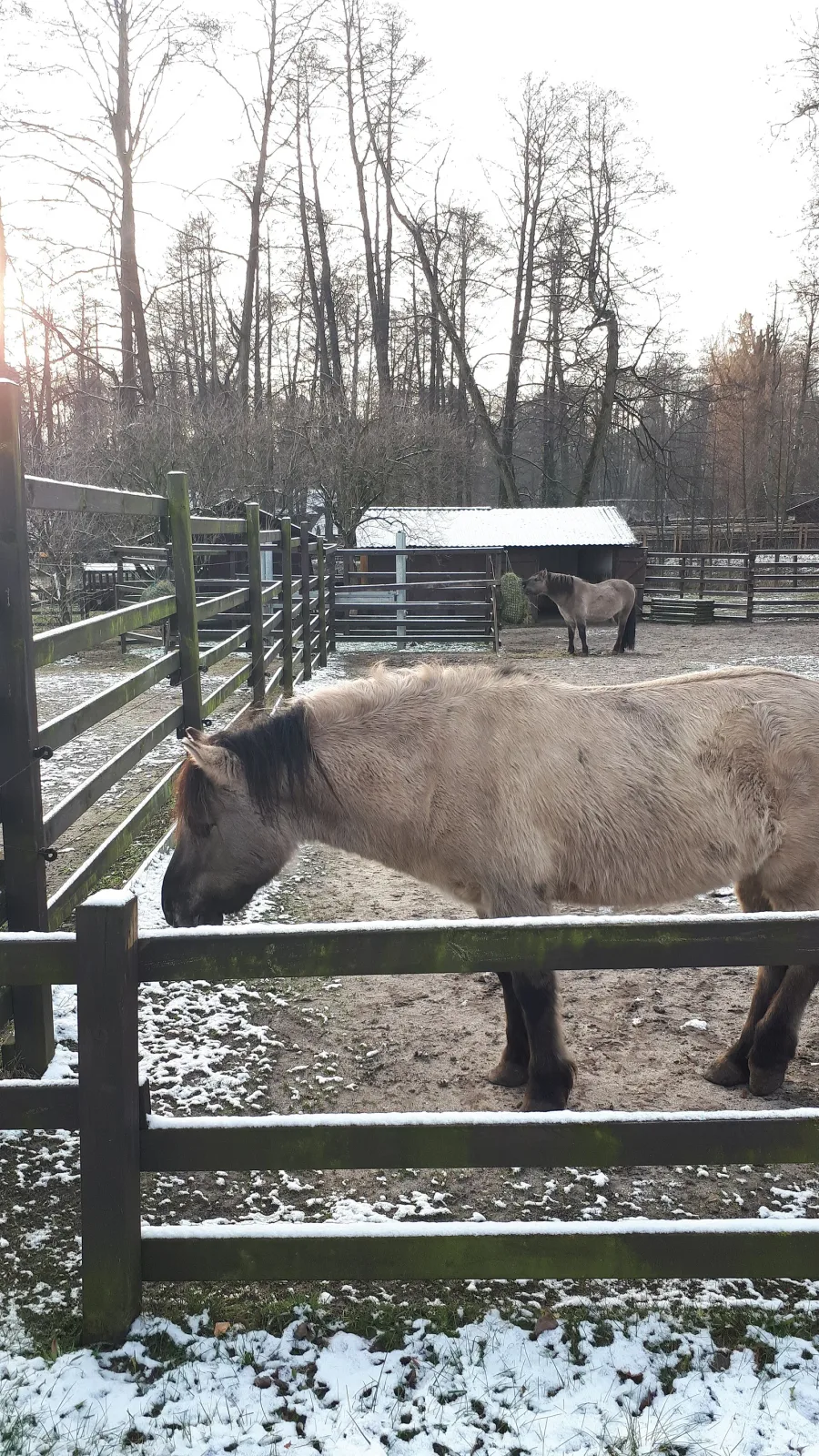 Akcent Zoo