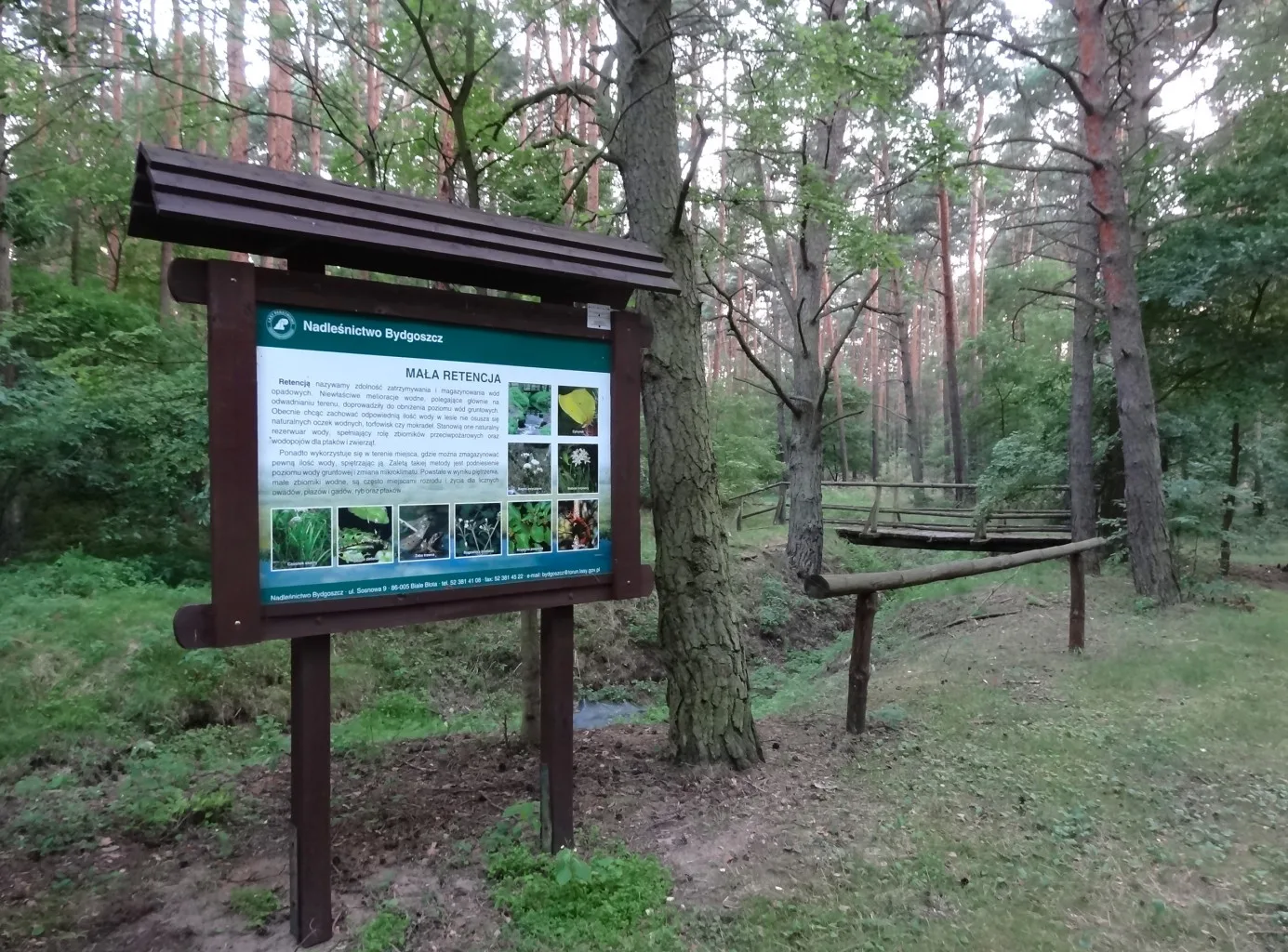 Leśna ścieżka dydaktyczna "Białe Błota" w nadleśnictwie Bydgoszcz, w Puszczy Bydgoskiej, koło miejscowości Białe Błota