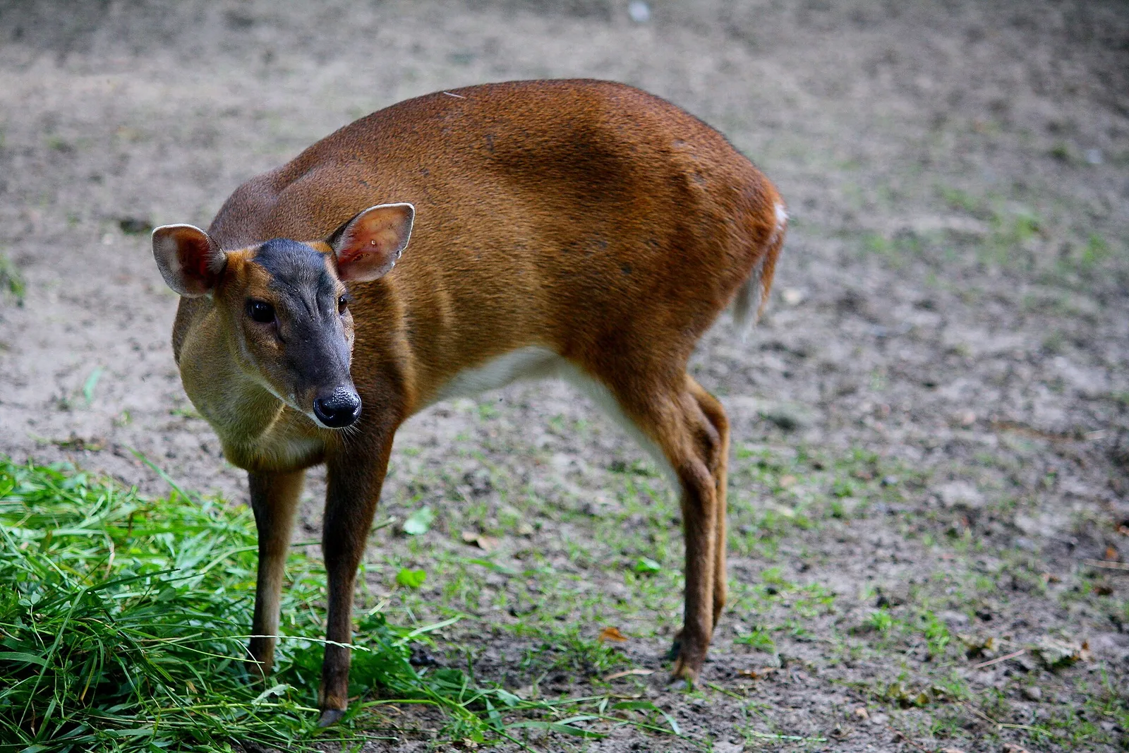 Reeves's Muntjac ( Muntiacus reevesi ) in ZOO Toruń .