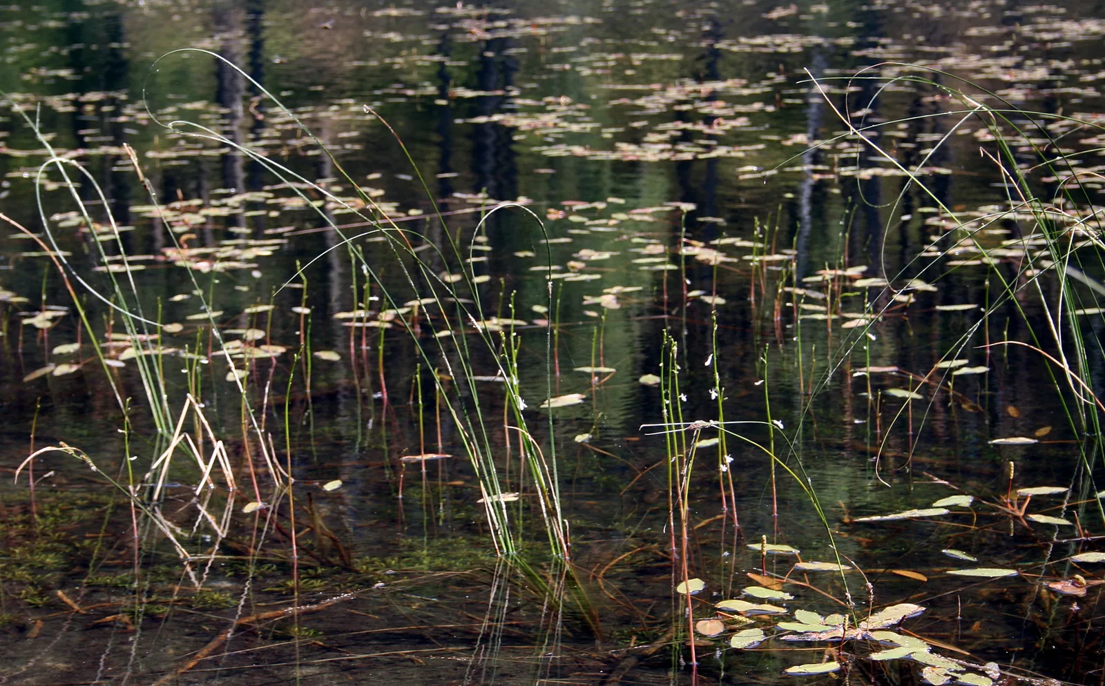 Zaborski Park Krajobrazowy , lobelia jeziorna w towarzystwie rdestnicy pływającej na jeziorze Nawionek