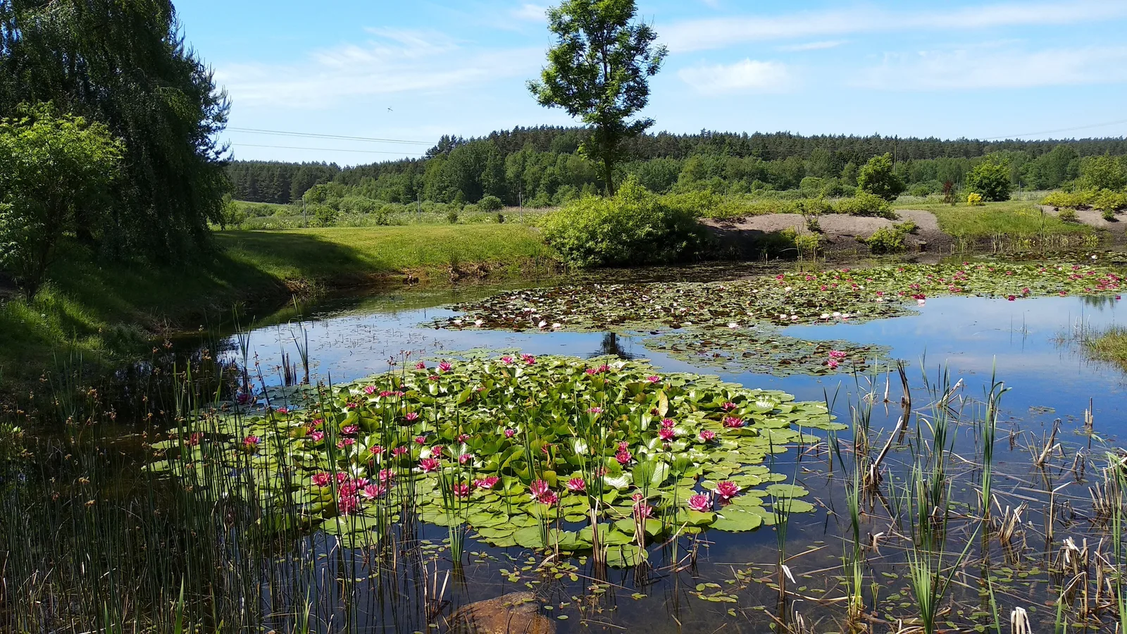 Arboretum w Kopnej Górze.