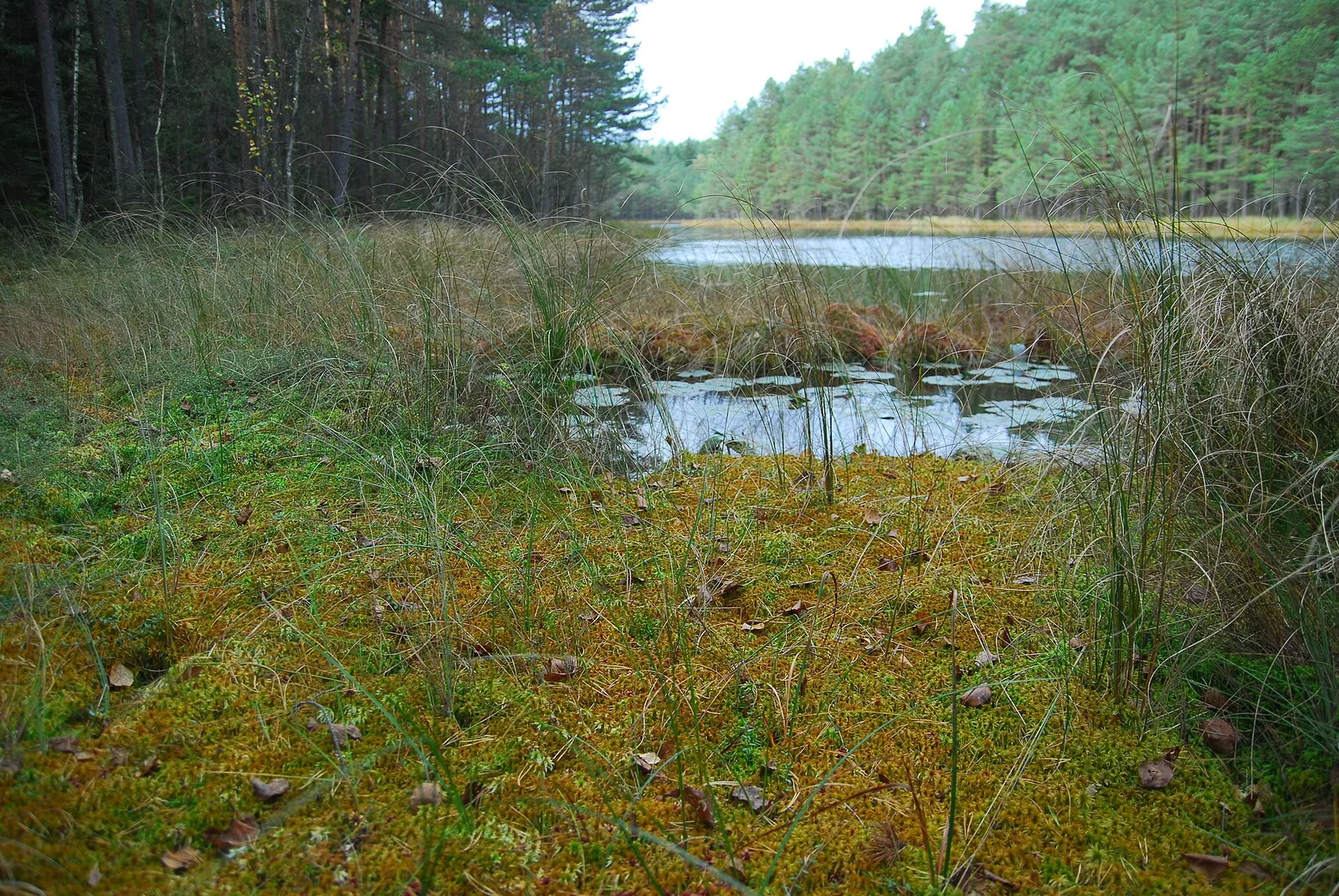 Transitional (high?) bog, in the background: a bog forest and a dystrophic lake ("Blind") - Kalejty Nature Reserve, Poland