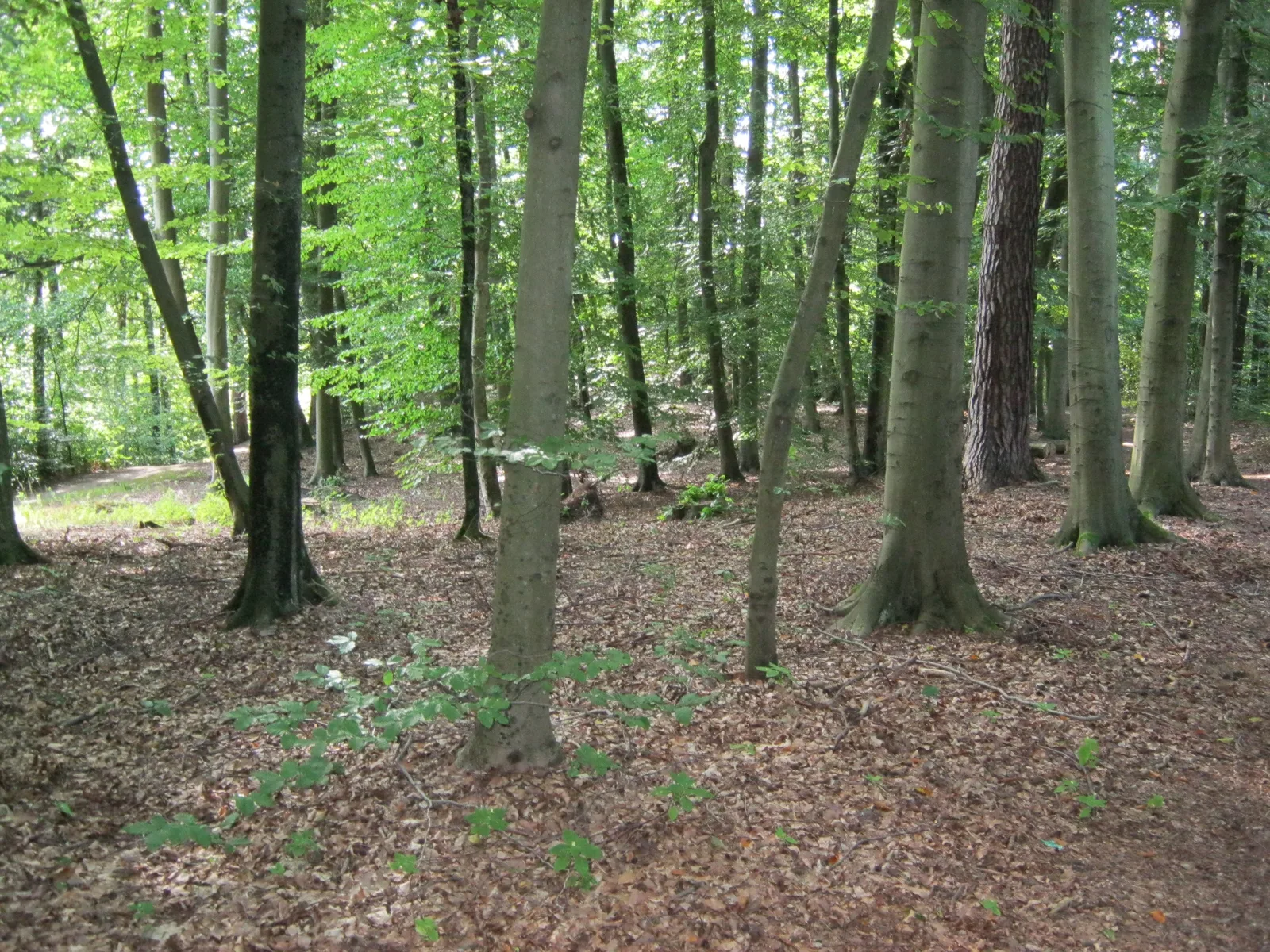 The City Forest in Olsztyn