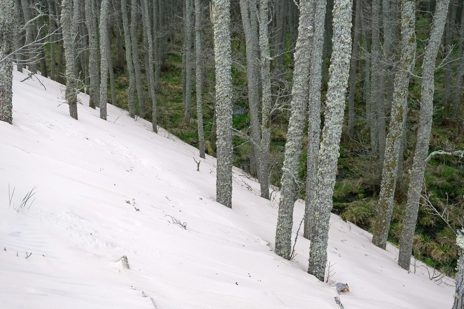 Wydma Łącka, Łeba in Słowiński National Park.