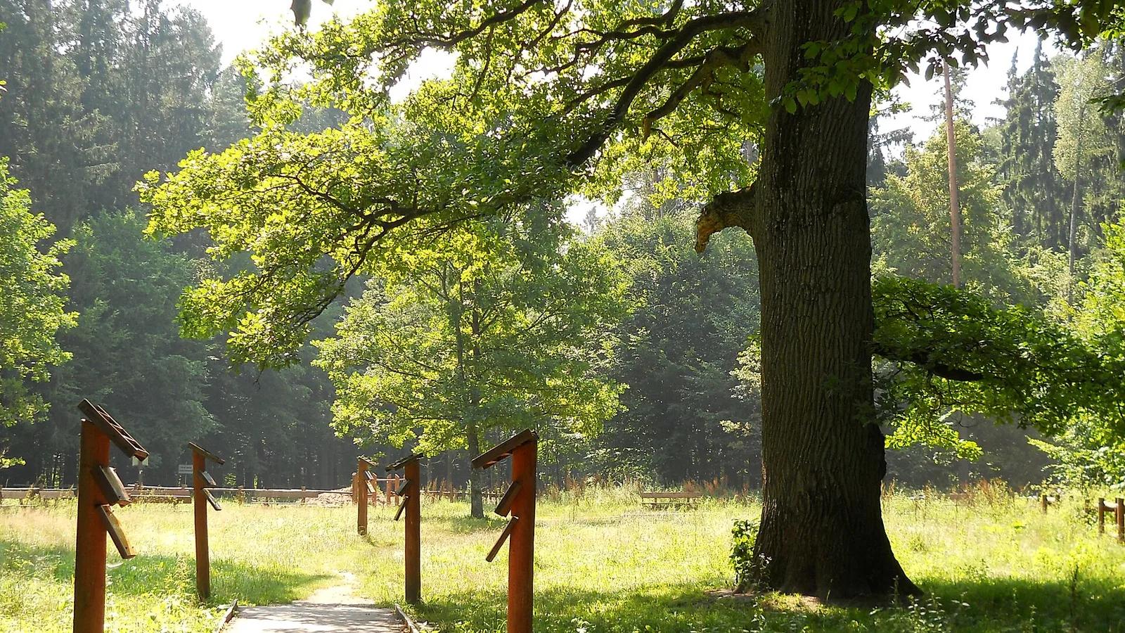 Szlak Dębów Królewskich i Książąt Litewskich - Stara Białowieża