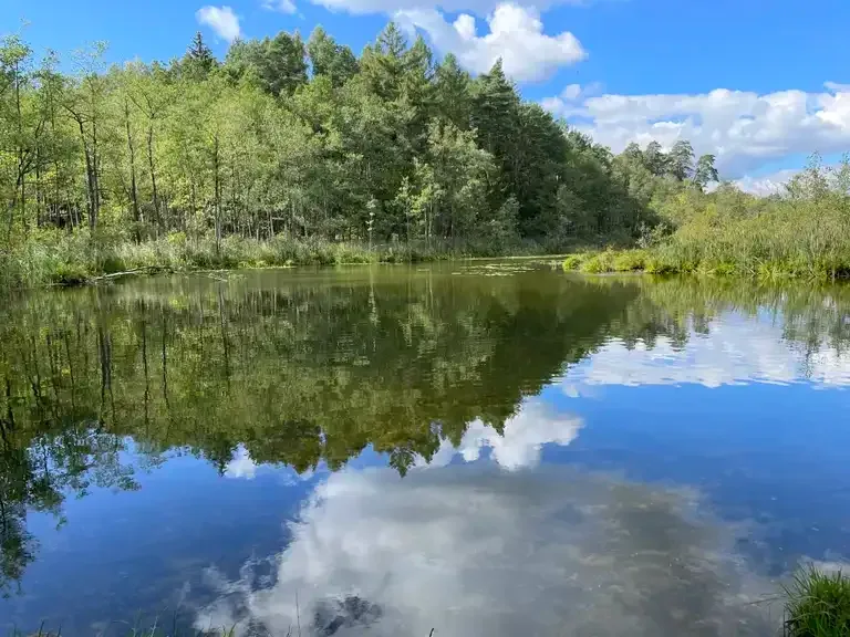 Ścieżka przyrodnicza „Bobrowiska” w Grzmięcy