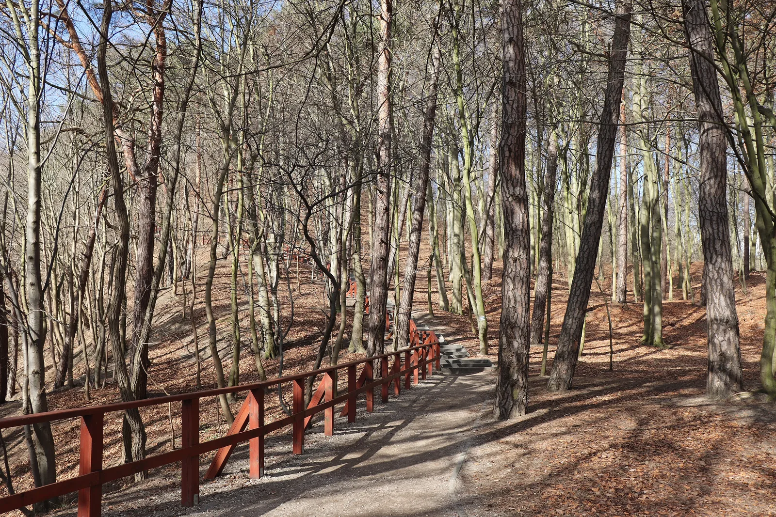 Gdańsk - the forest under Pachołek hill