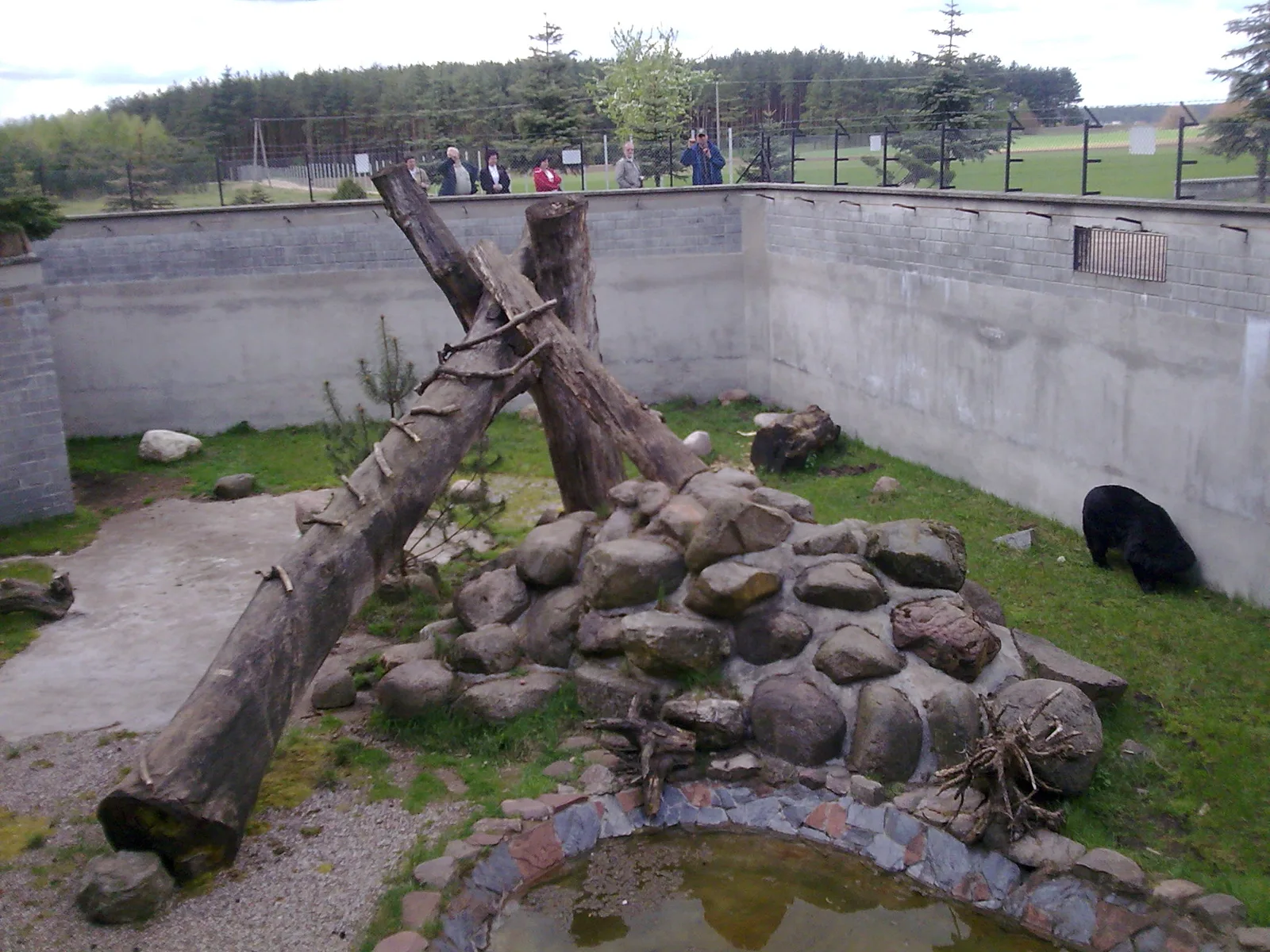Sieroczyn - Mini Zoo przy DK 22 (w niedźwiedziarium samica groźnego drapieżnika)