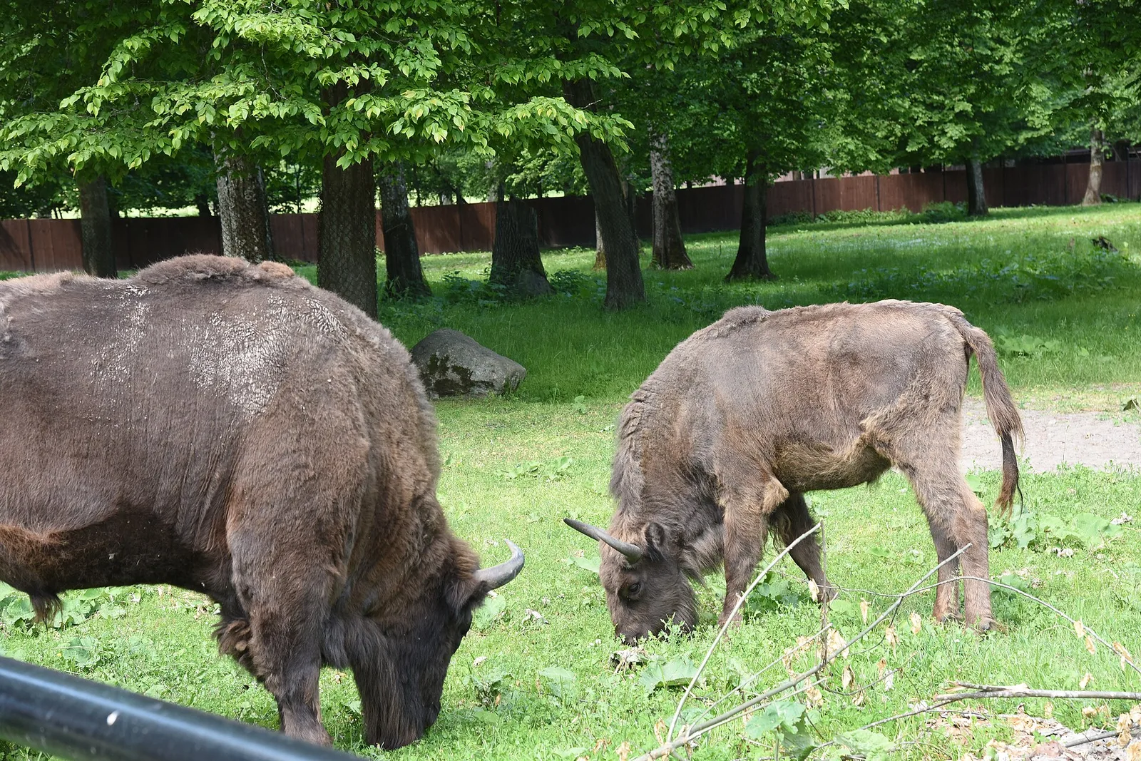 Rezerwat Pokazowy Żubrów w Białowieży