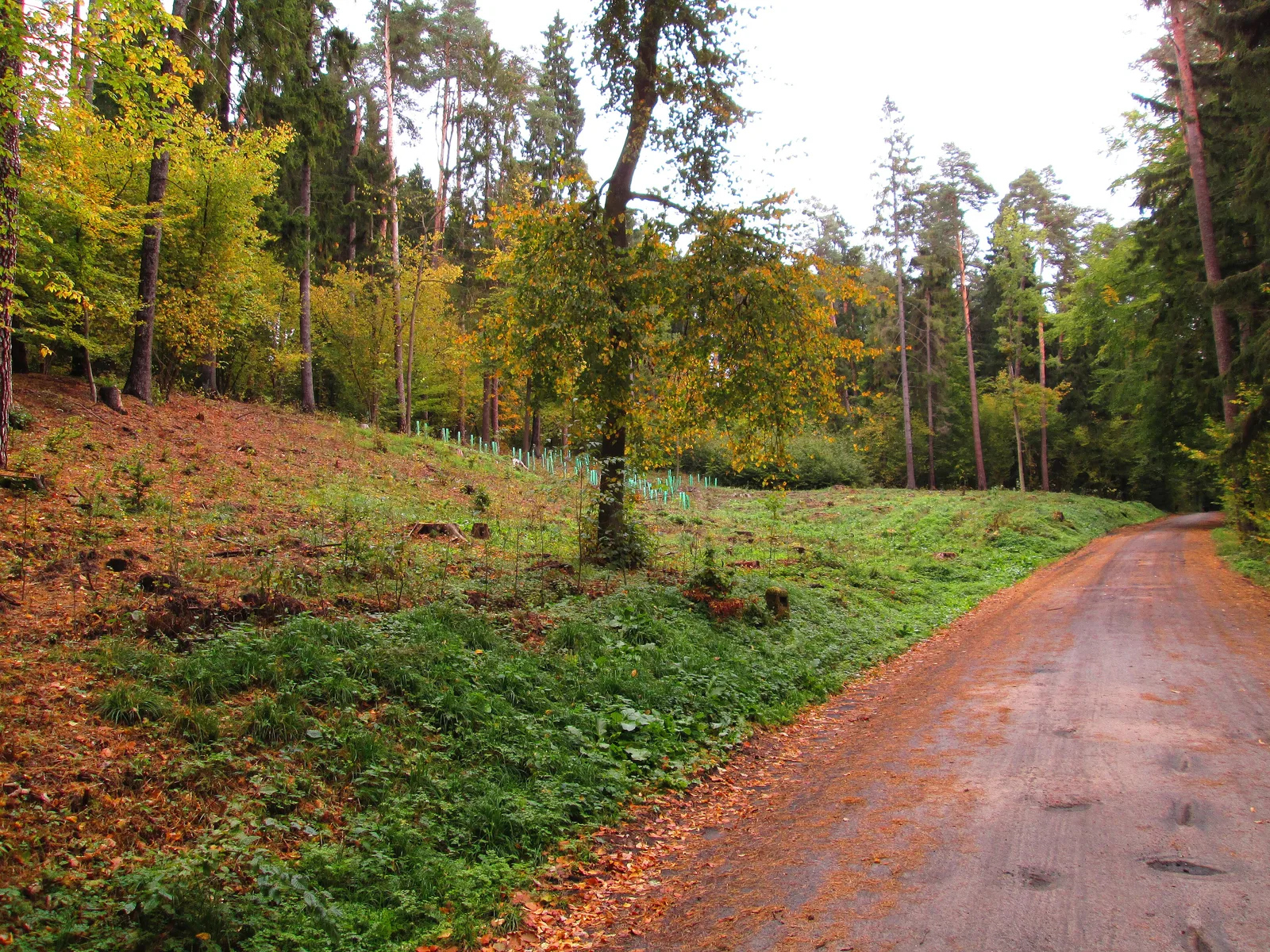 The City Forest in Olsztyn