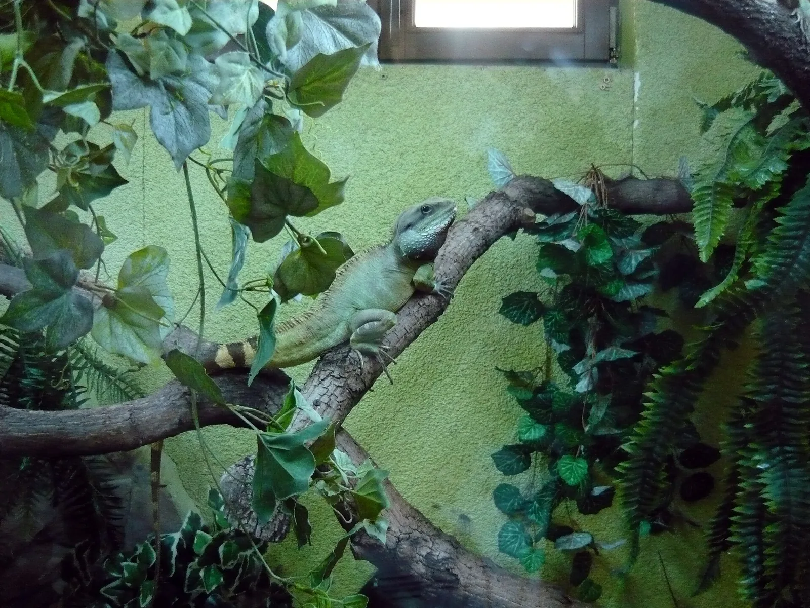 Herpetarium w ZOO Toruń, agama błotna