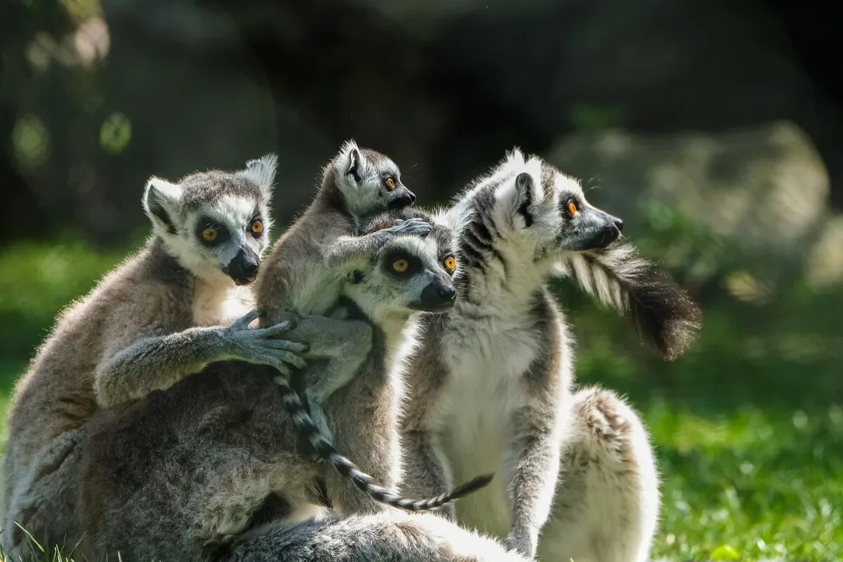 Lemur-Park Rumia