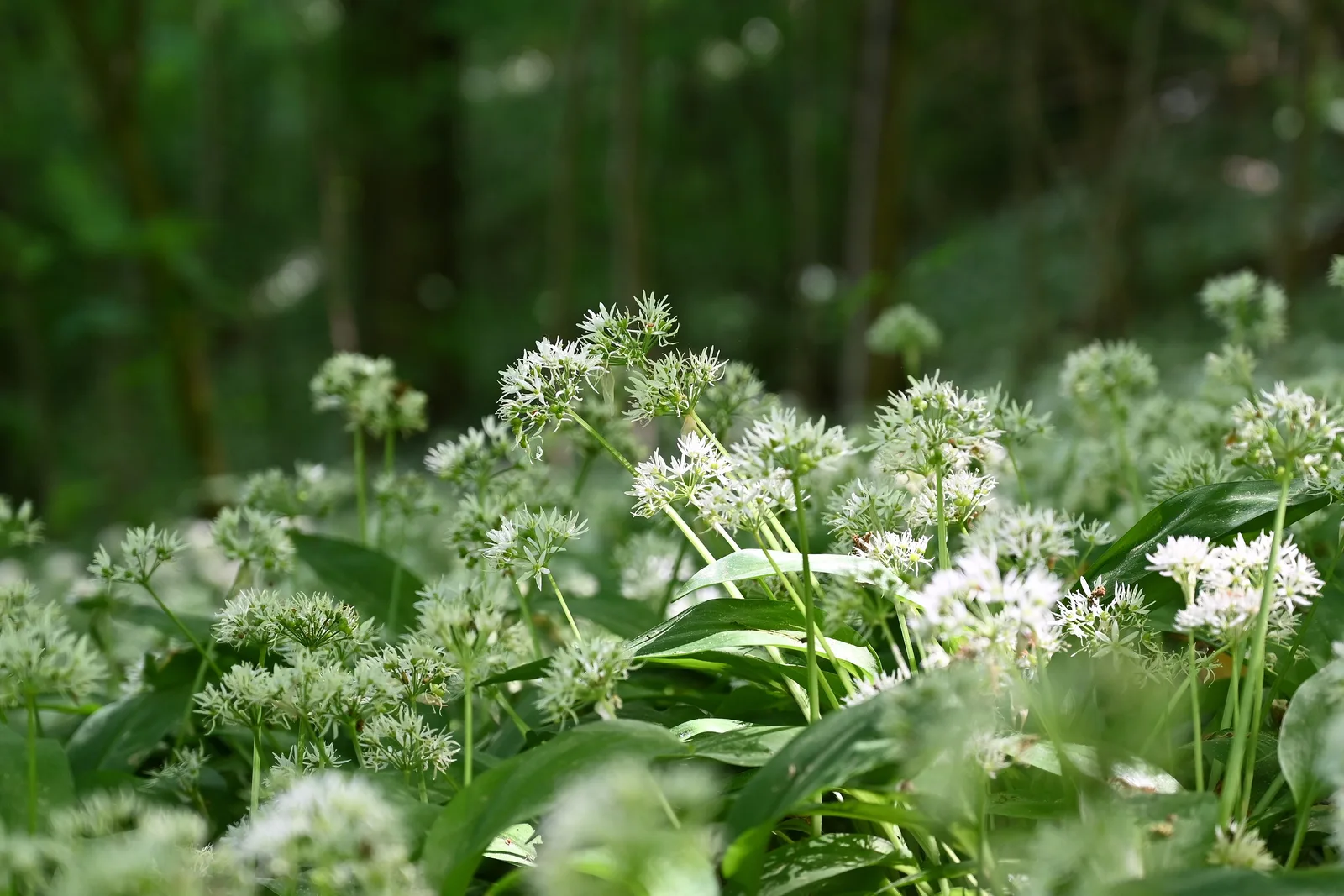 Allium ursinum in the nature reserve Góra Zamkowa, Wleń, Lower Silesian Voivodeship, SW Poland.