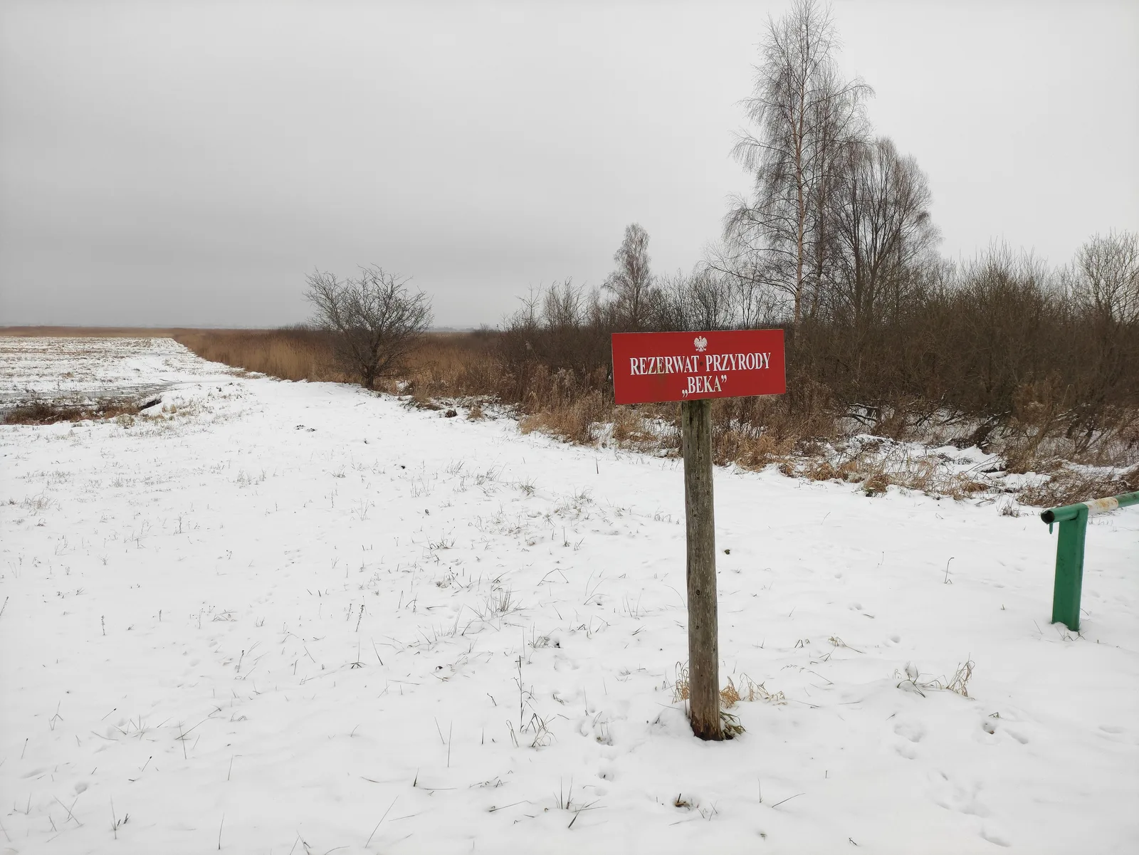 Słone łąki i szuwary rezerwatu Beka nad Zatoką Pucką koło Osłonina
