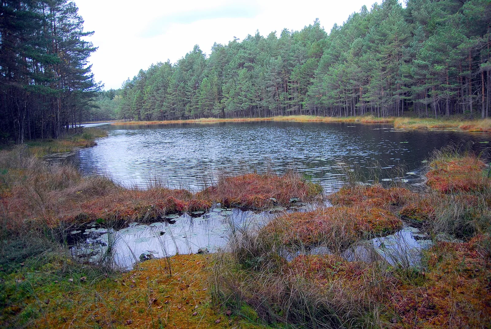 A dystrophic lake "Ślepe" ("Blind") in Kalejty Nature Reserve