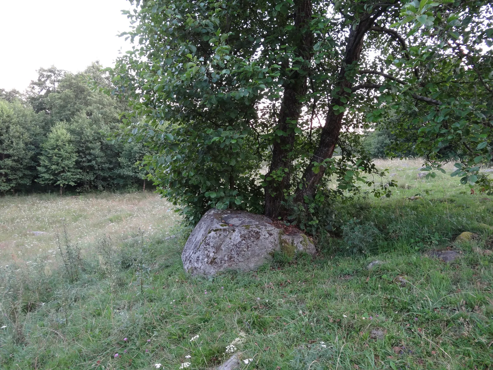 Rezerwat przyrody "Głazowisko Bachanowo"
