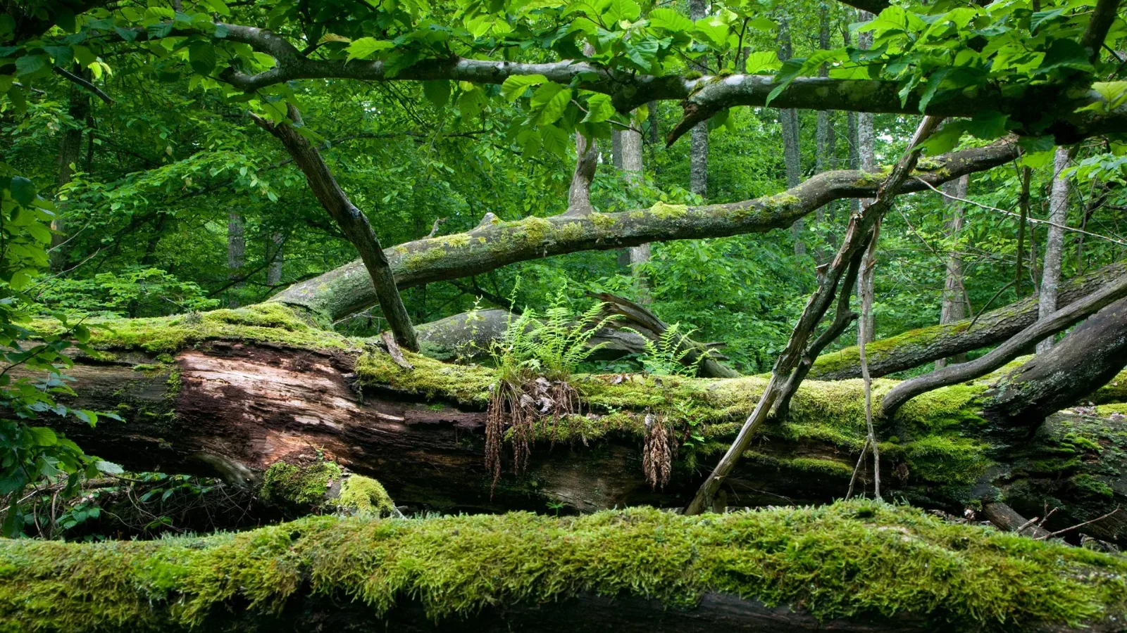 Puszcza Białowieska
