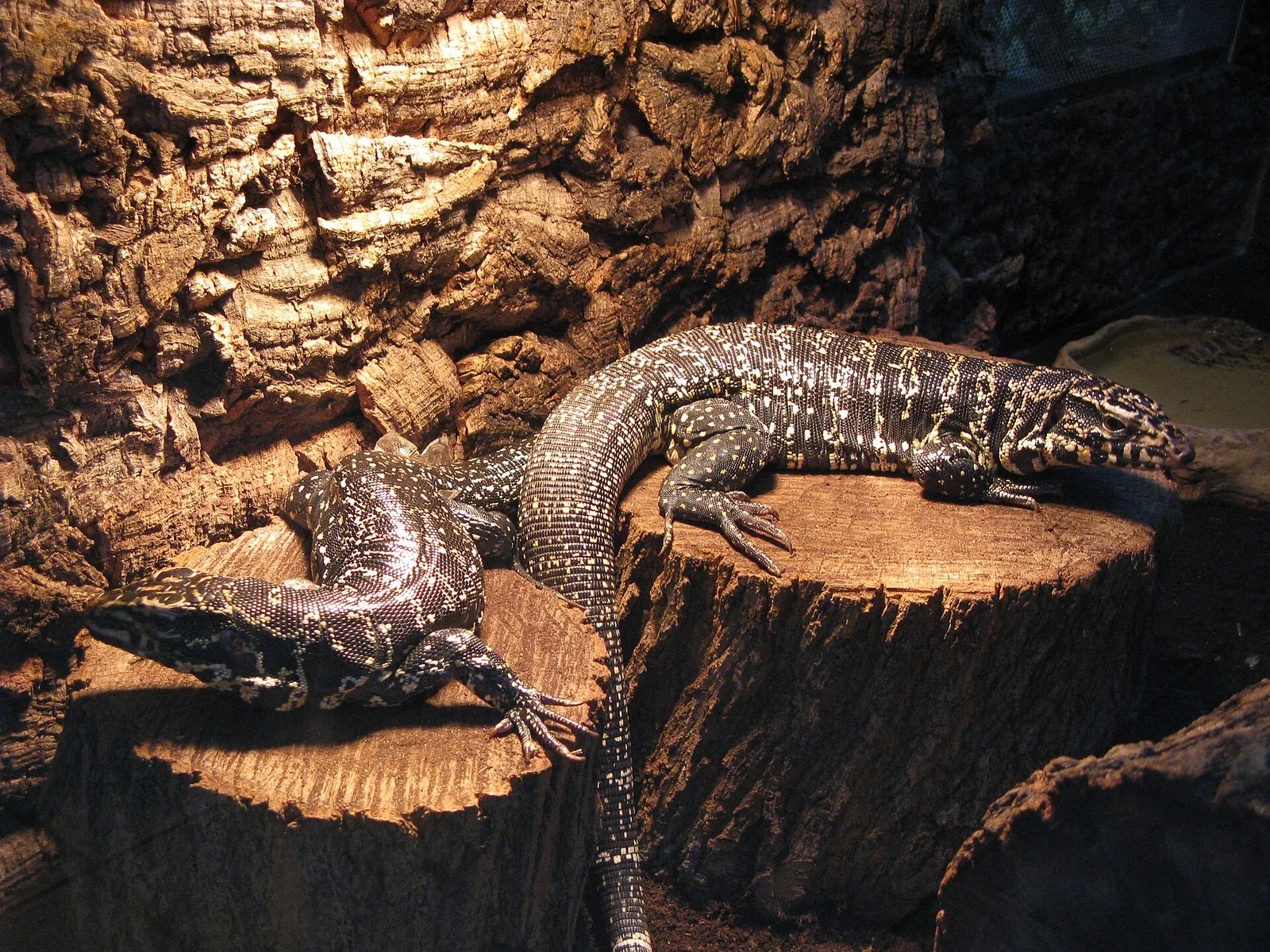 Teju złoty w Ogrodzie Zoobotanicznym w Toruniu
