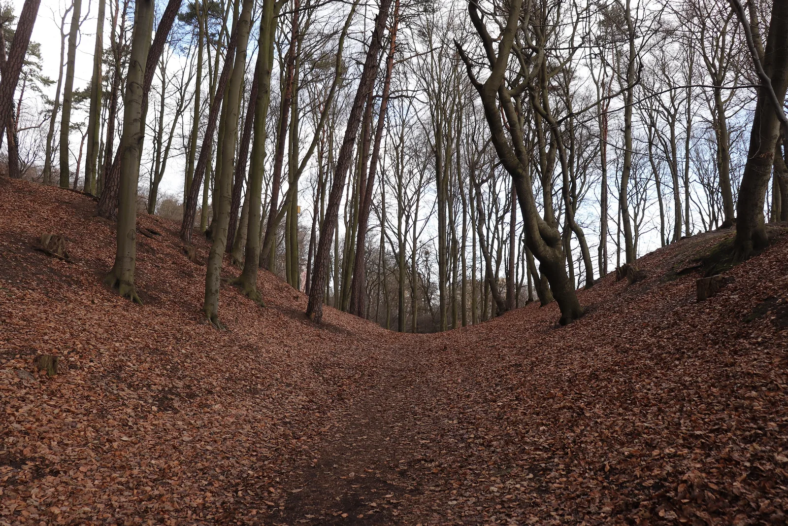 Gdańsk - the forest under Pachołek hill