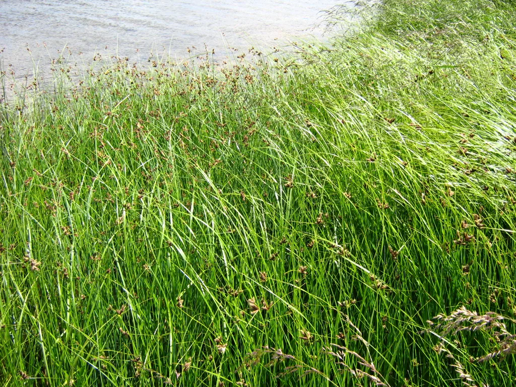 Scirpetum maritimi - subhalophyte littoral plant association ( Bolboschoenus maritimus - the light green shoots and Schoenoplectus tabernaemontani - the dark green shoots). Baltic