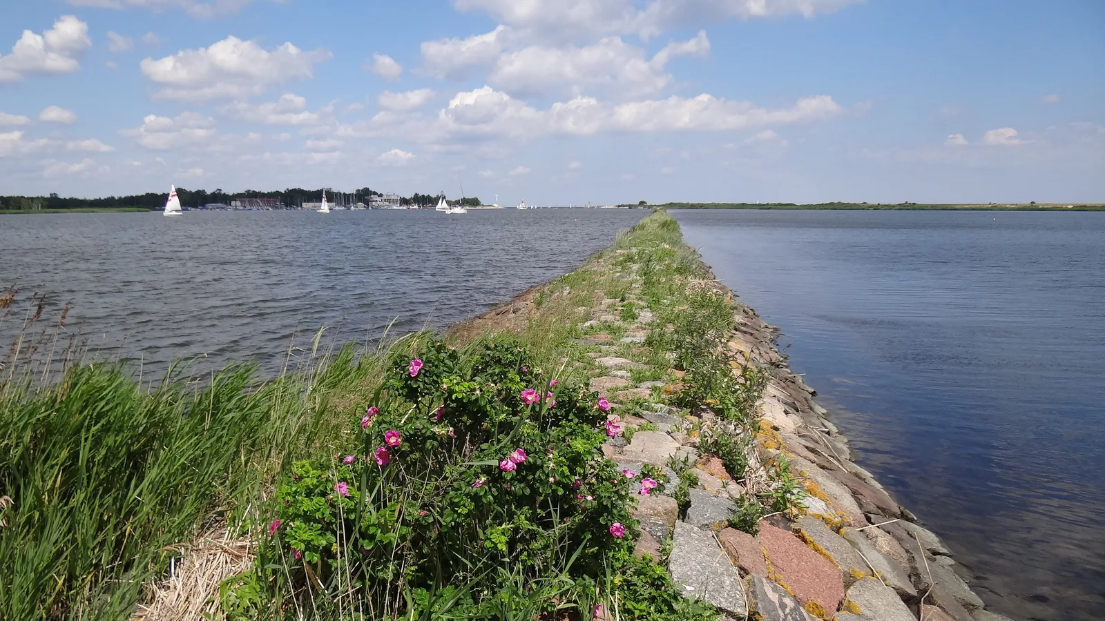 Gdańsk, Rezerwat przyrody Ptasi Raj - widok w stronę grobli oddzielającej Górki Wschodnie od Wisły Śmiałej