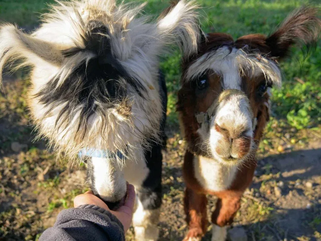 Zwierzaki Nad Potokiem Mini ZOO Żukczyn