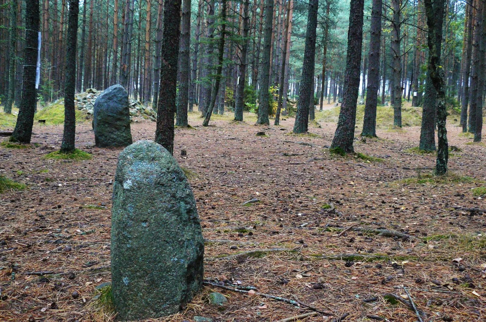 kamienne stele i kurhan wśród sosen na gockim cmentarzysku w Węsiorach