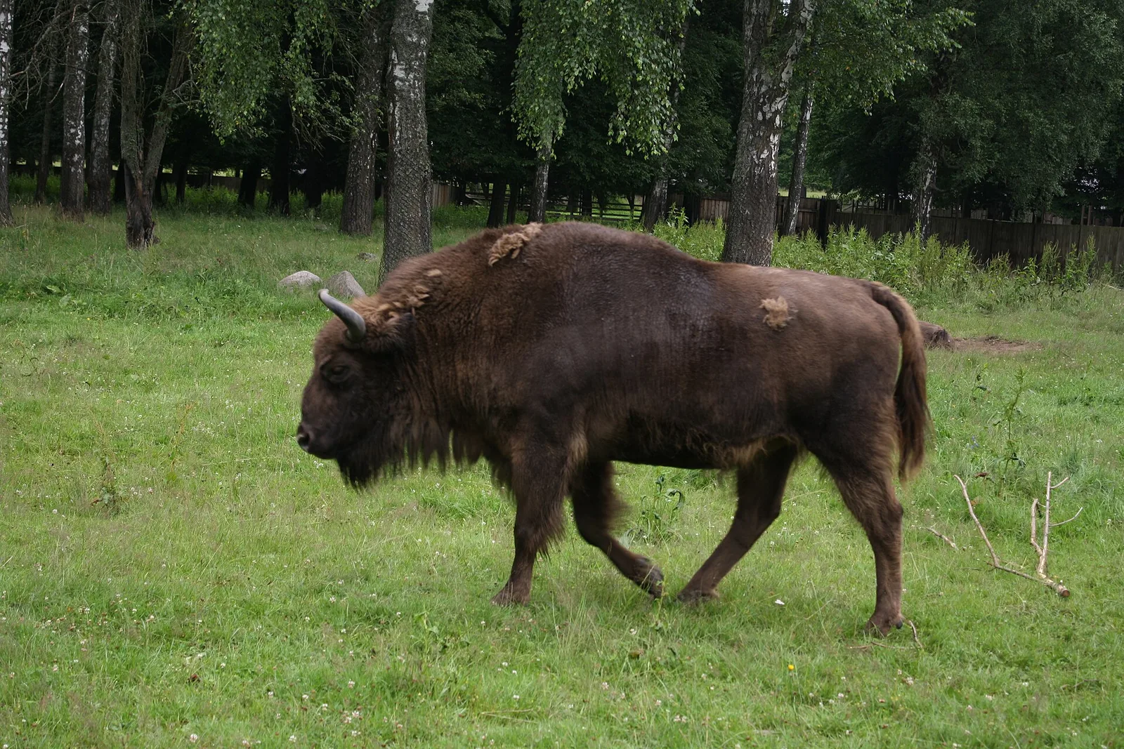 The making of this document was supported by Wikimedia Polska .