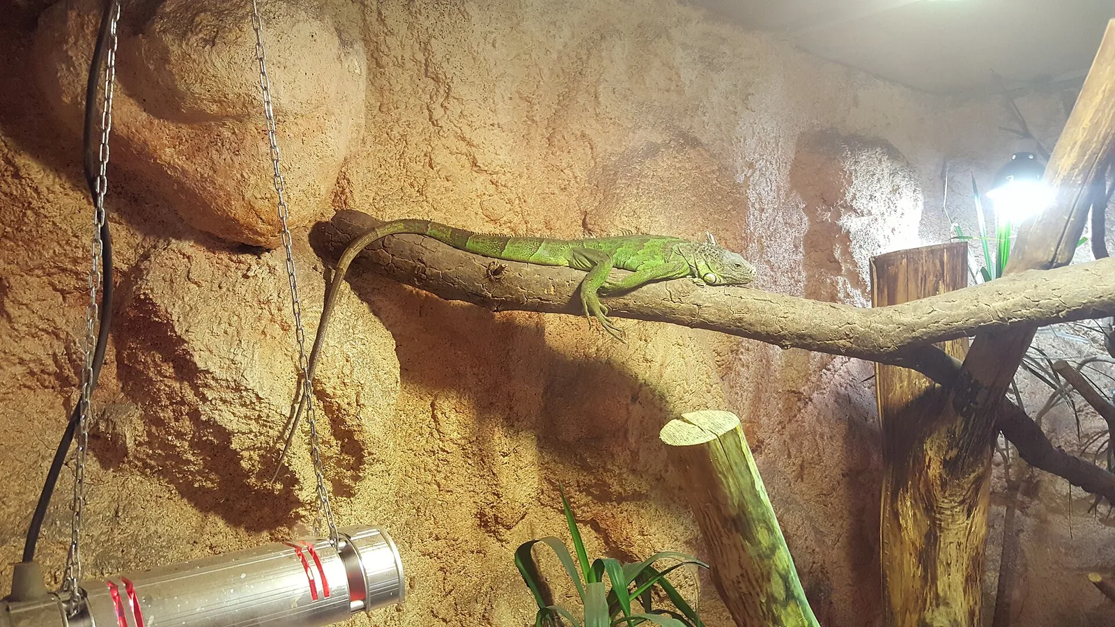Green iguan in Bydgoszcz Zoo