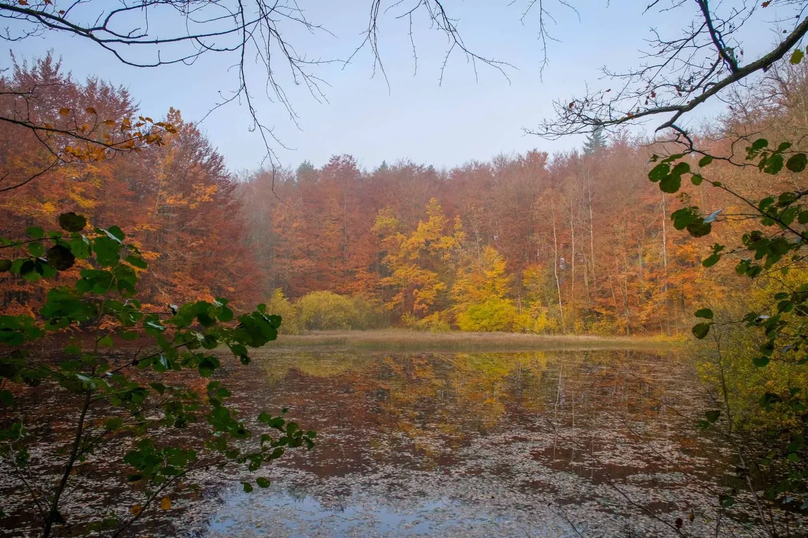 Rezerwat przyrody Staniszewskie Błoto