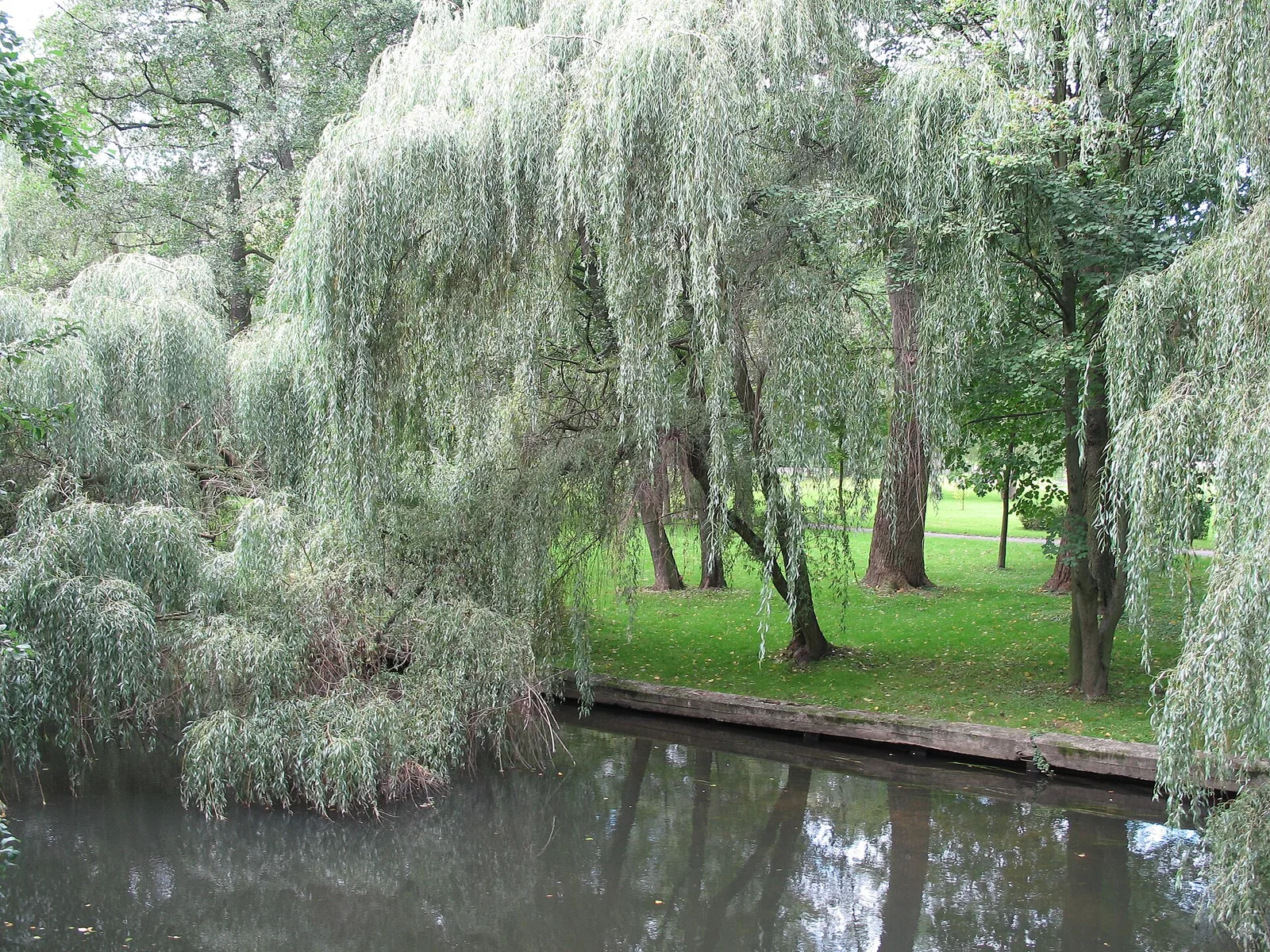 Park Miejski w Starogardzie Gdańskim. Widok na wierzby i rzekę Wierzycę.