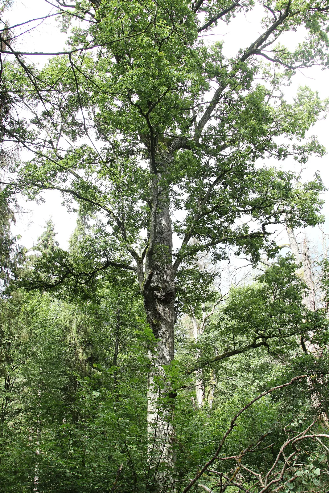 he Royal Oaks Trail in Białowieski National Park
