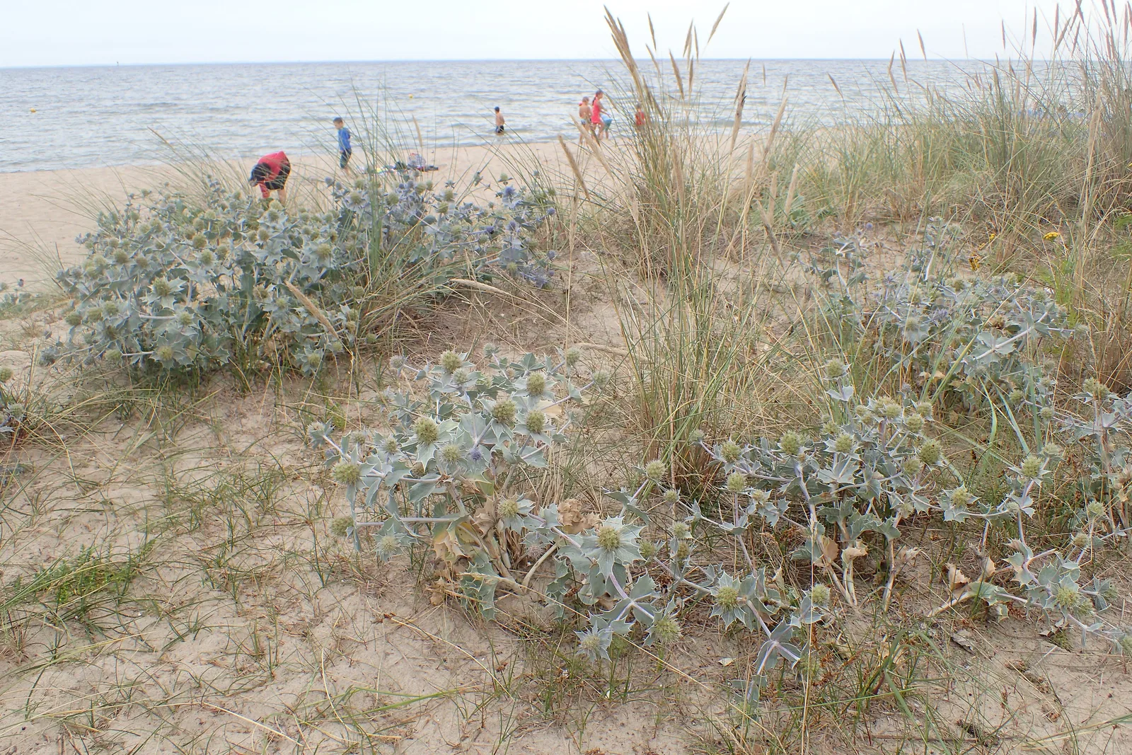 Eryngium maritimum in Mechelińskie Łąki Nature Reserve near Rewa on Baltic See.