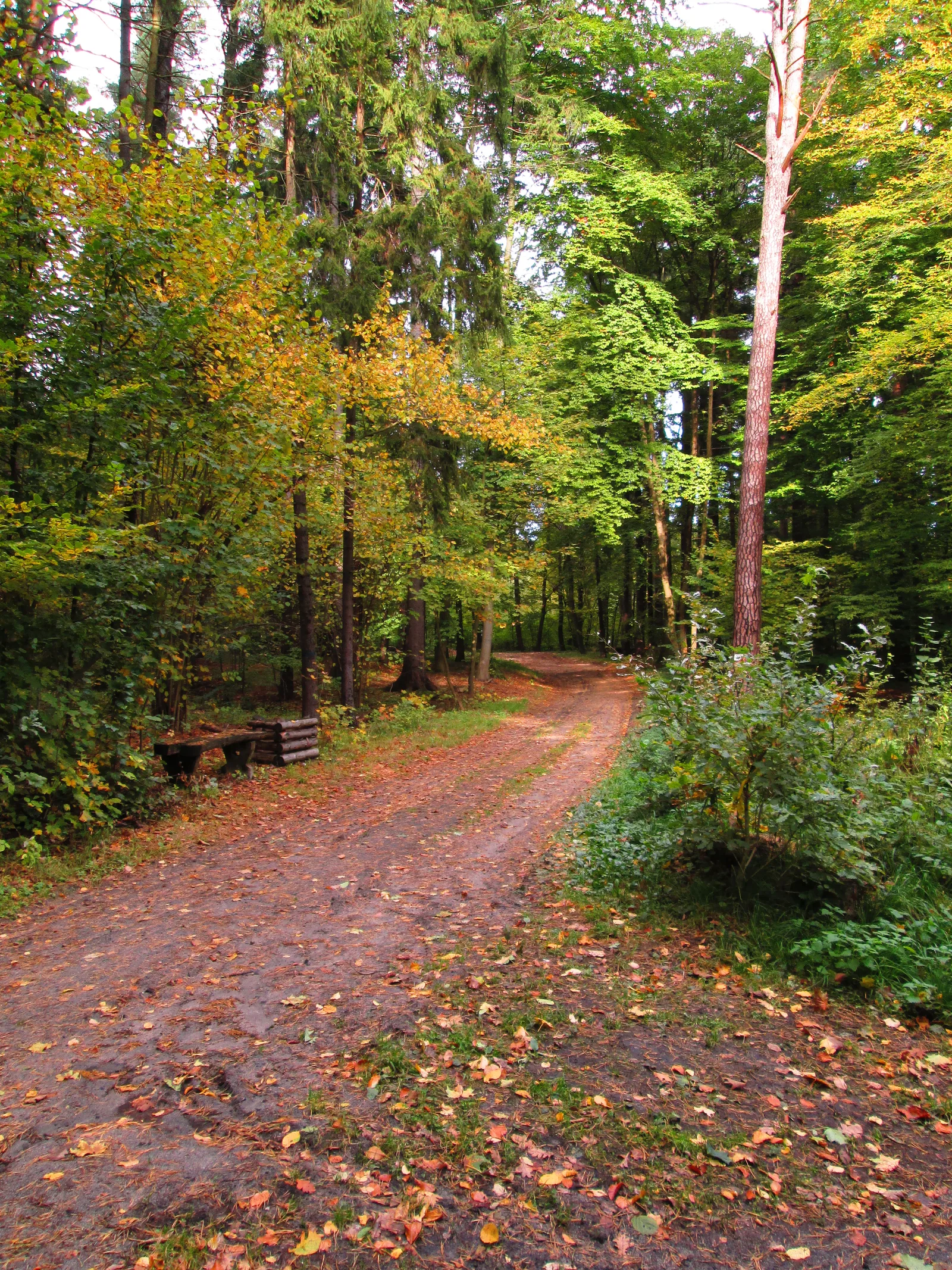 The City Forest in Olsztyn