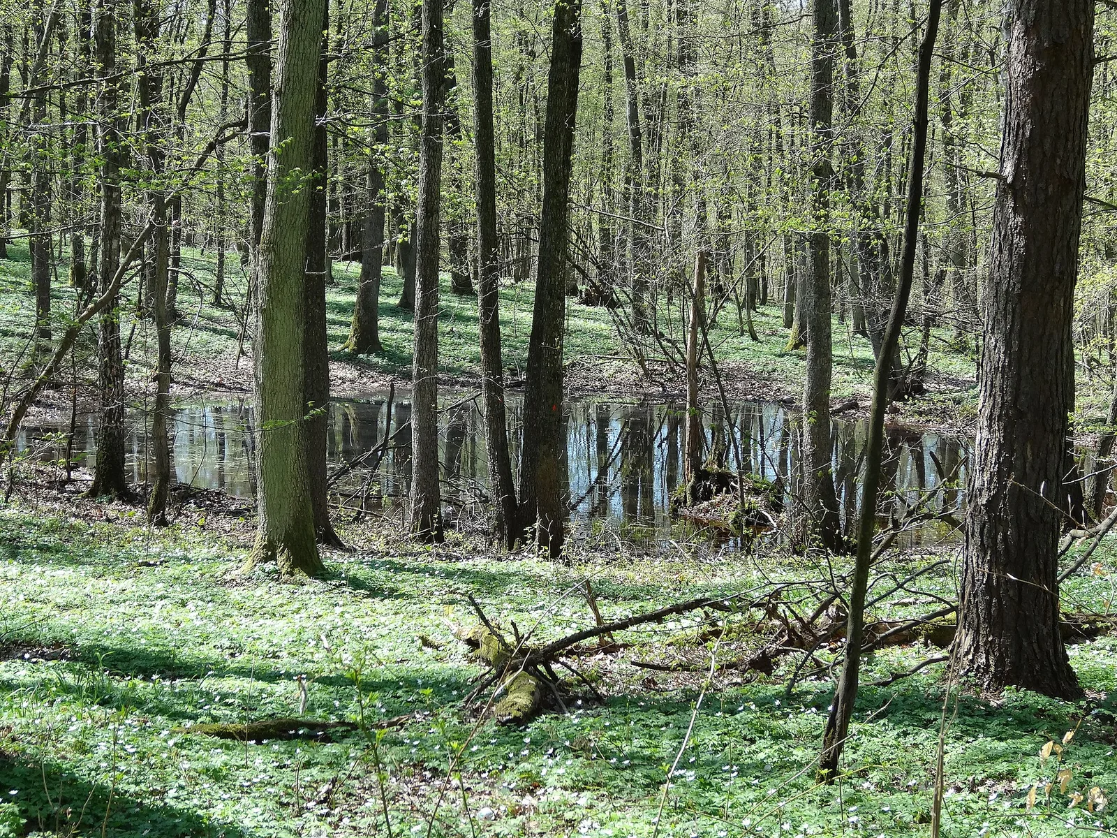 Elblag, Park Krajobrazowy Wysoczyzny Elbląskiej