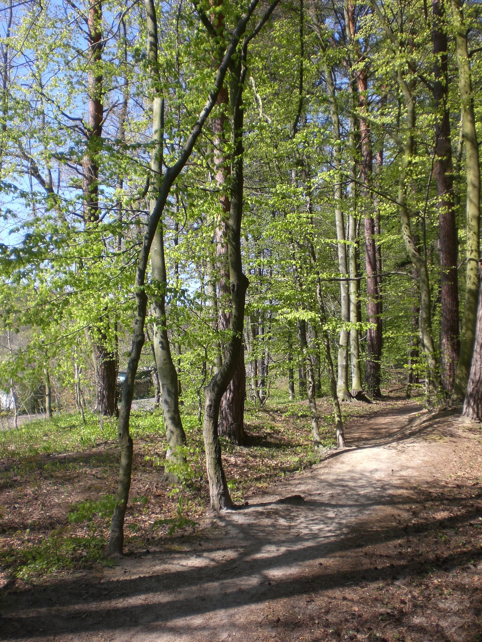 Świemirowska Valley in Sopot, Poland