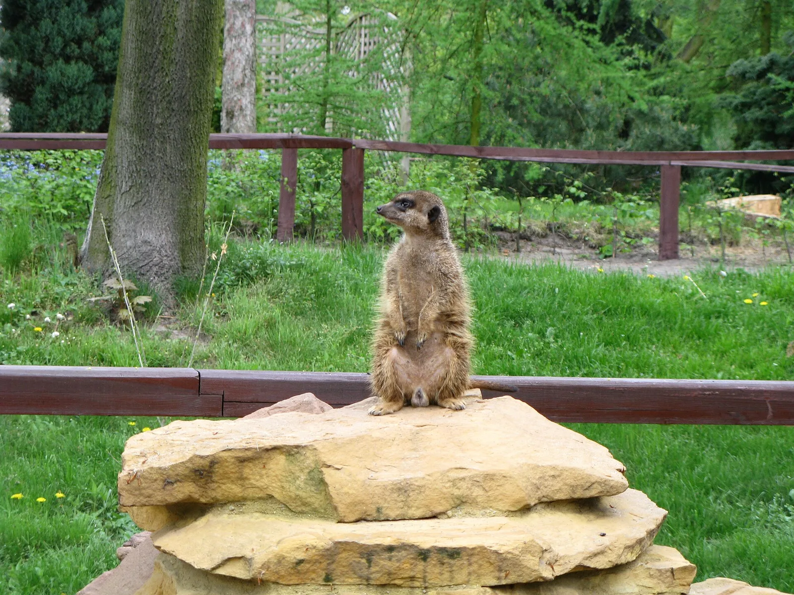 Suricata suricatta in Zoobotanical Garden in Toruń