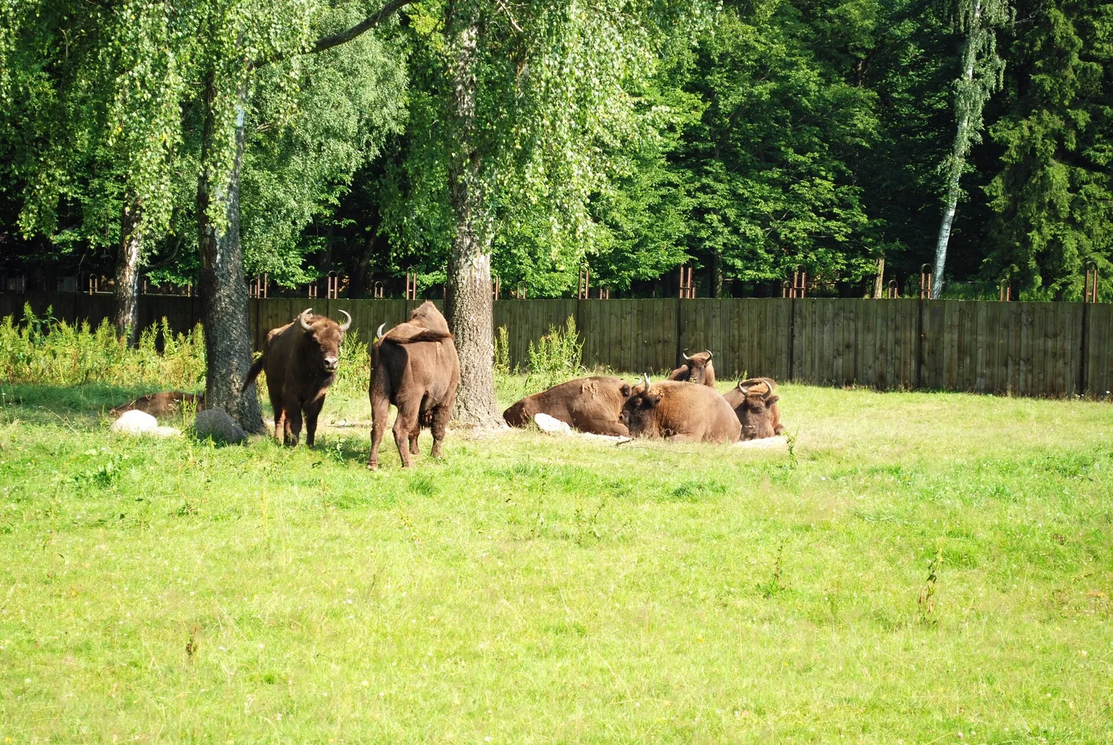 Reserve demonstration near Bialowieza