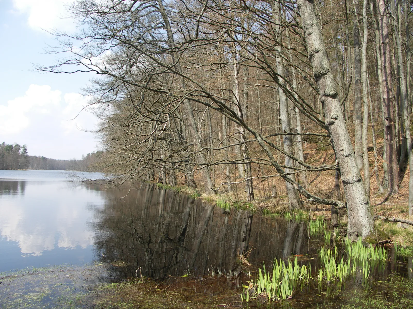brzeg jeziora Lubygość z bukami pochylonymi nad taflą wody