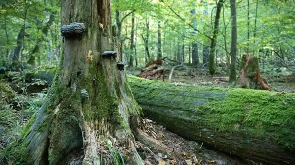 Obręb Ochronny Rezerwat — puszcza z przewodnikiem
