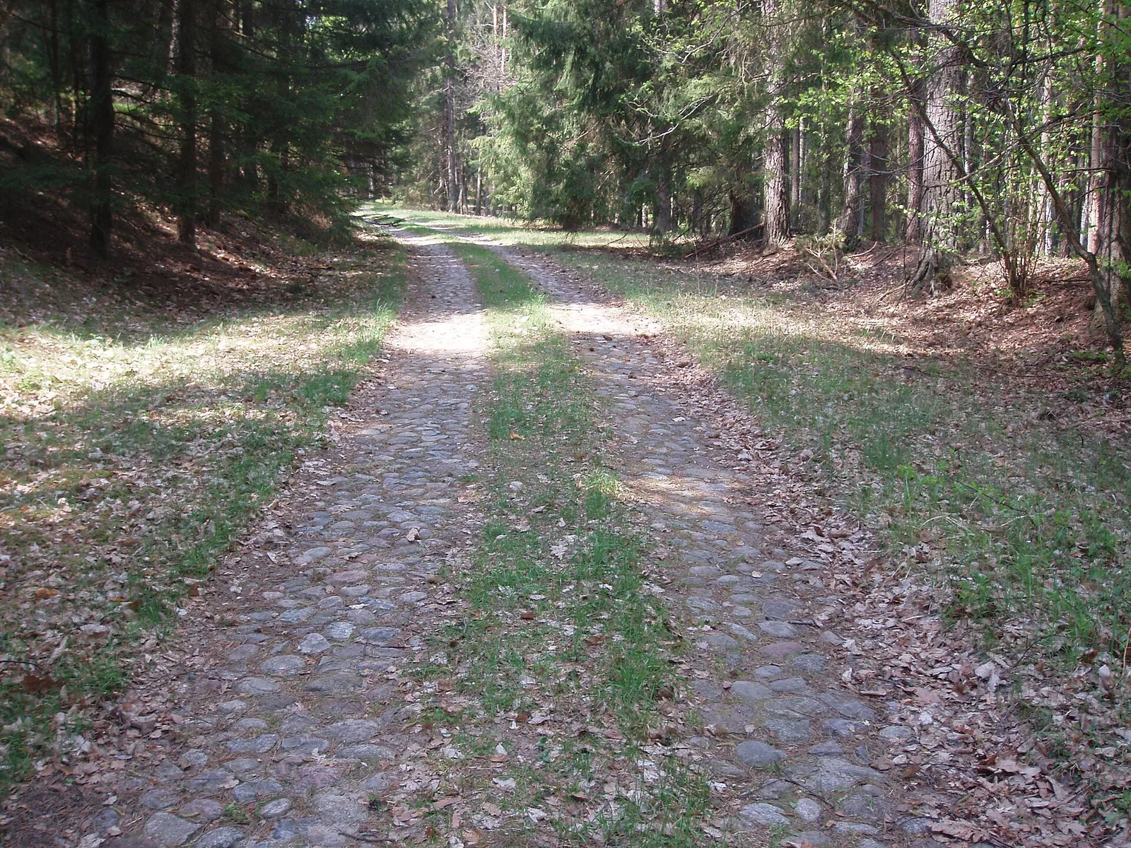 Brukowana droga do Sójki, rez. Las Warmiński