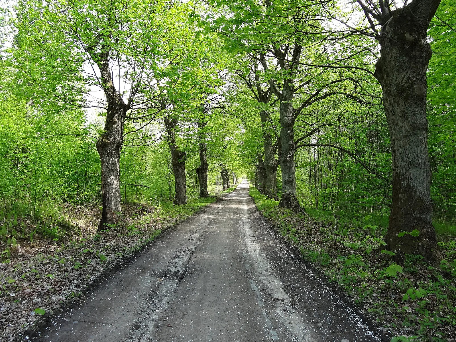 Elbląg, Park Krajobrazowy Wysoczyzny Elbląskiej