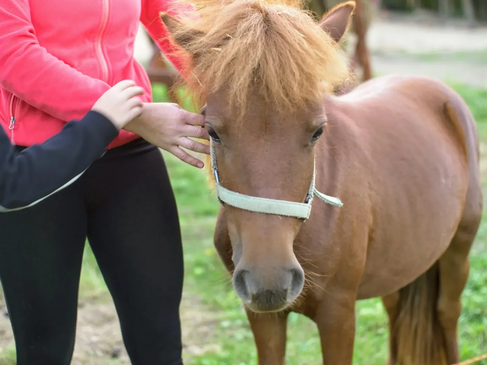 Zwierzaki Nad Potokiem Mini ZOO Żukczyn
