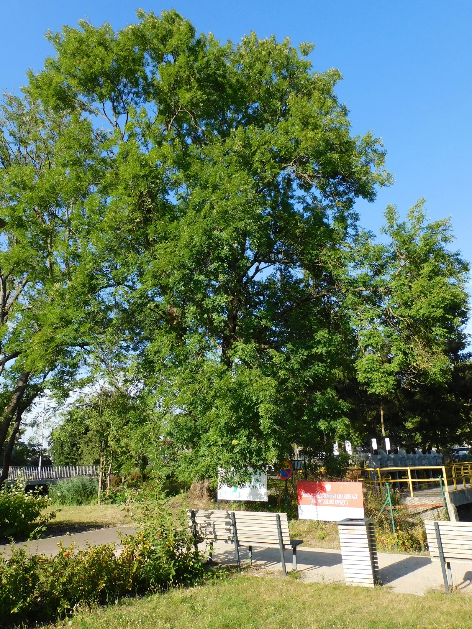Park na Wyspie Młyńskiej w Iławie