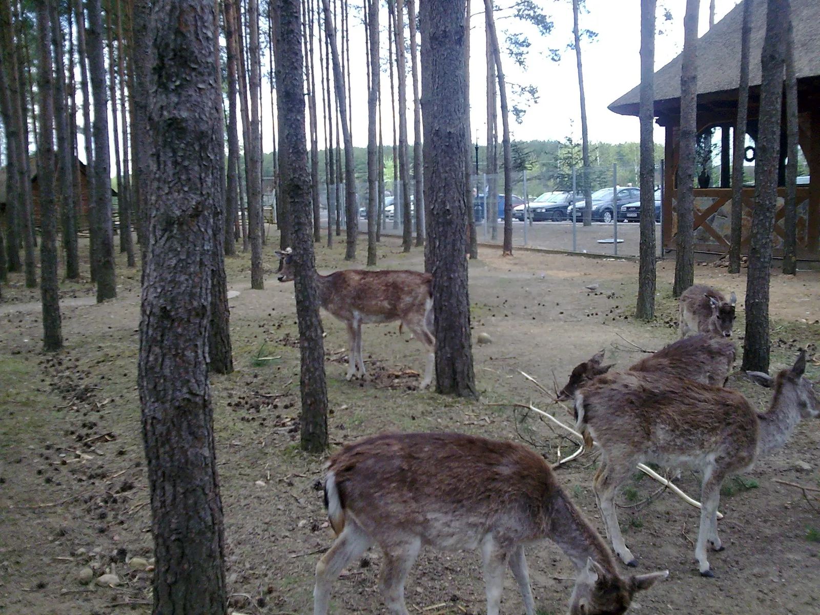 Sieroczyn - Mini Zoo przy DK 22 (parzystokopytne)