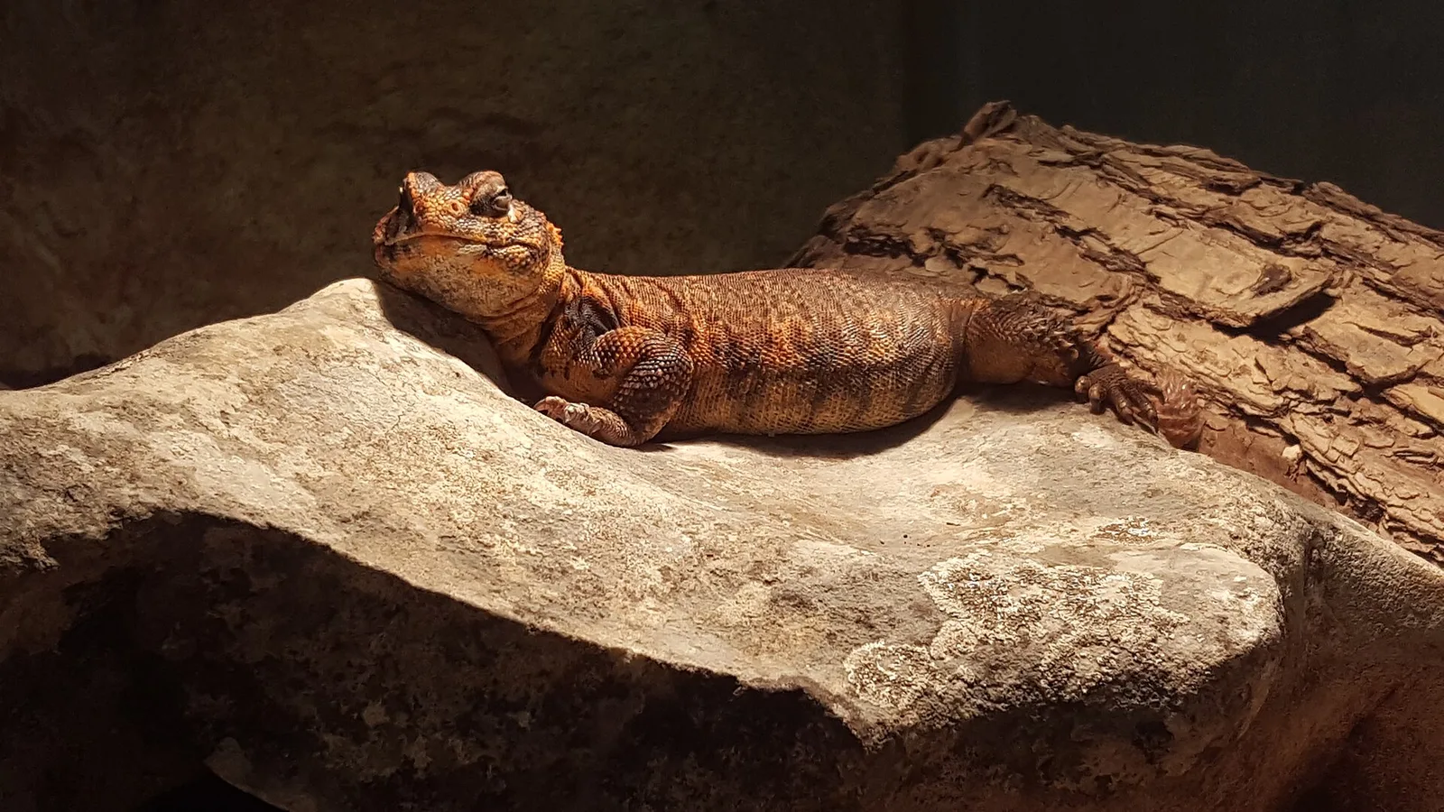 Uromastyx Geyri in Bydgoszcz Zoo